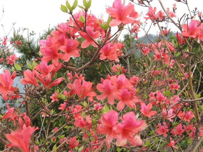 麻城