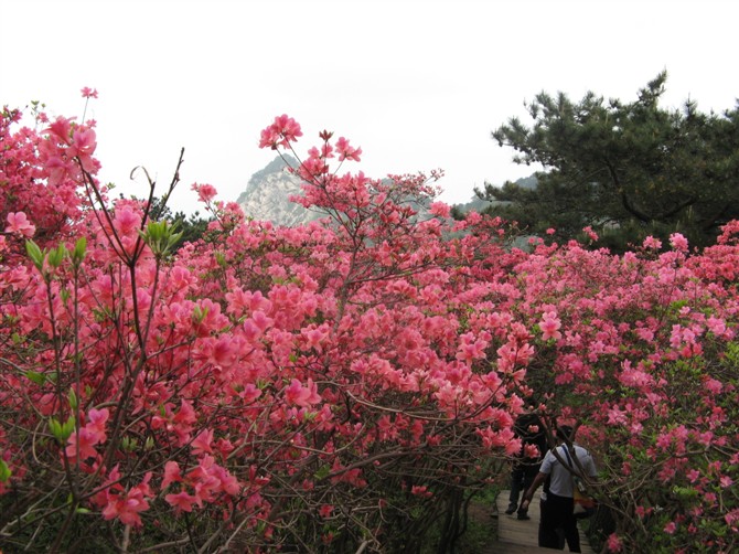 麻城