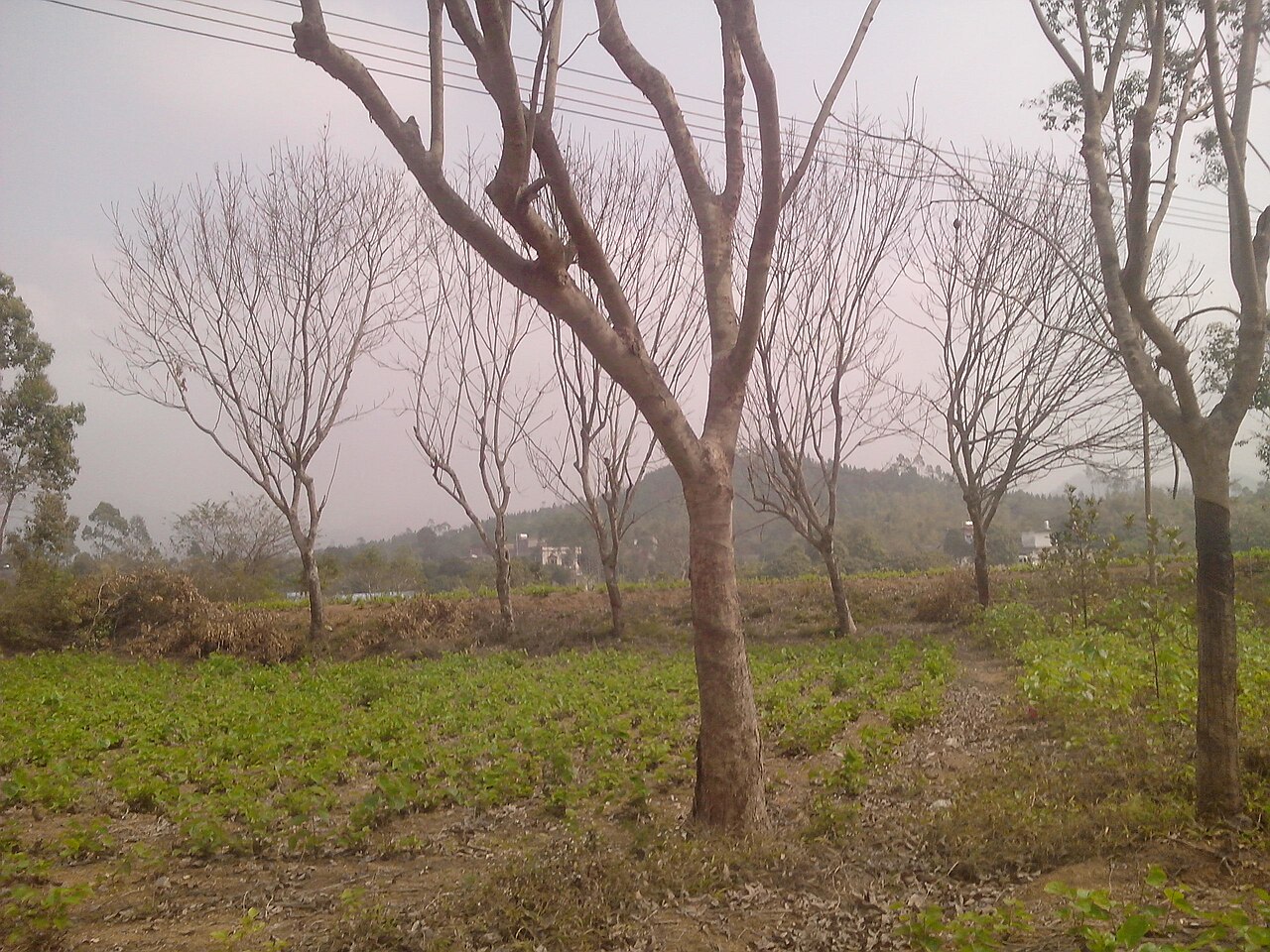 Yangchun