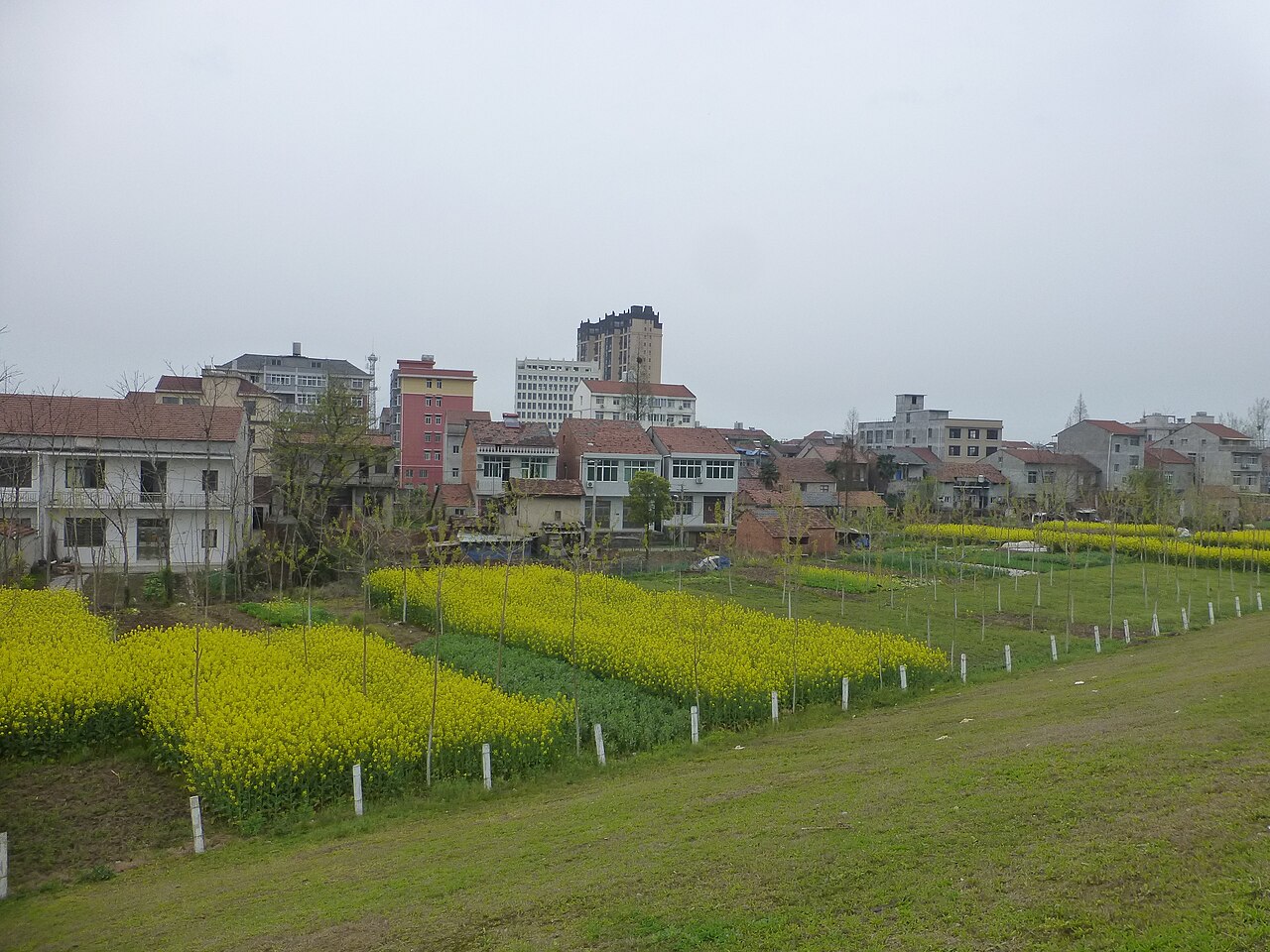 هونغهو