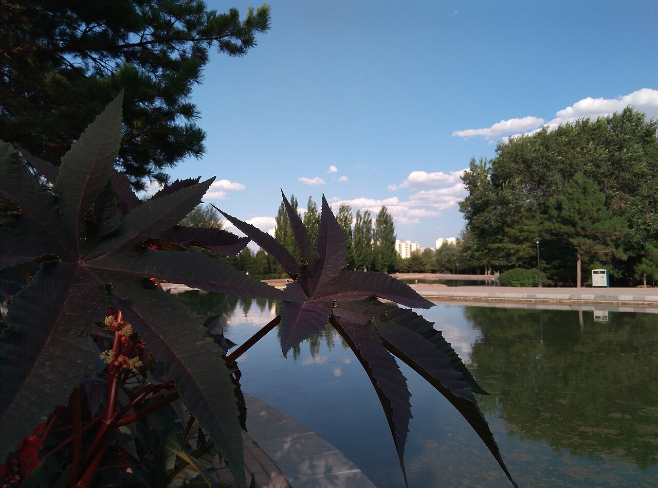 包头