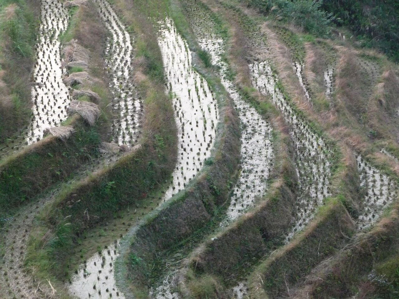 Longsheng
