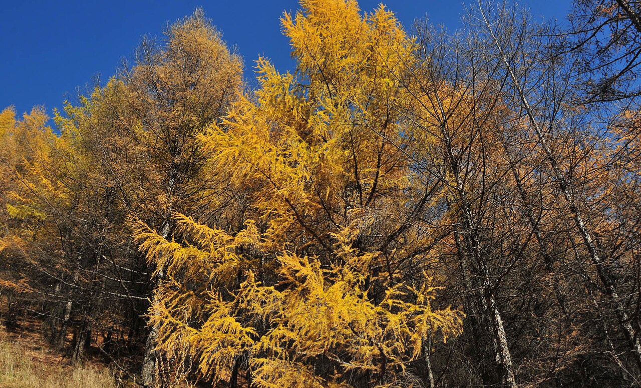 أرشان