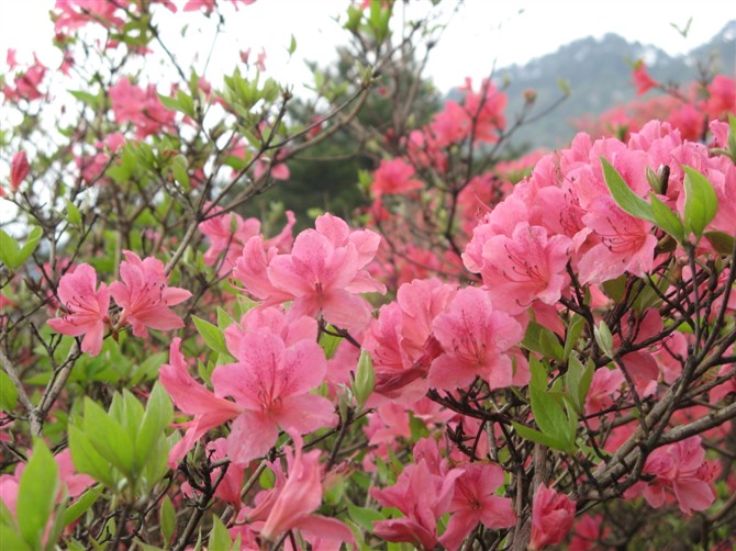 麻城