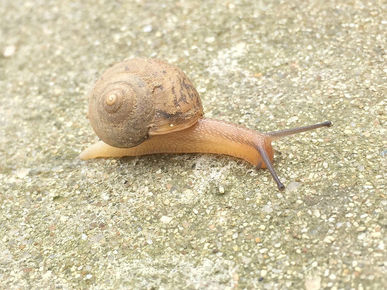 邓州