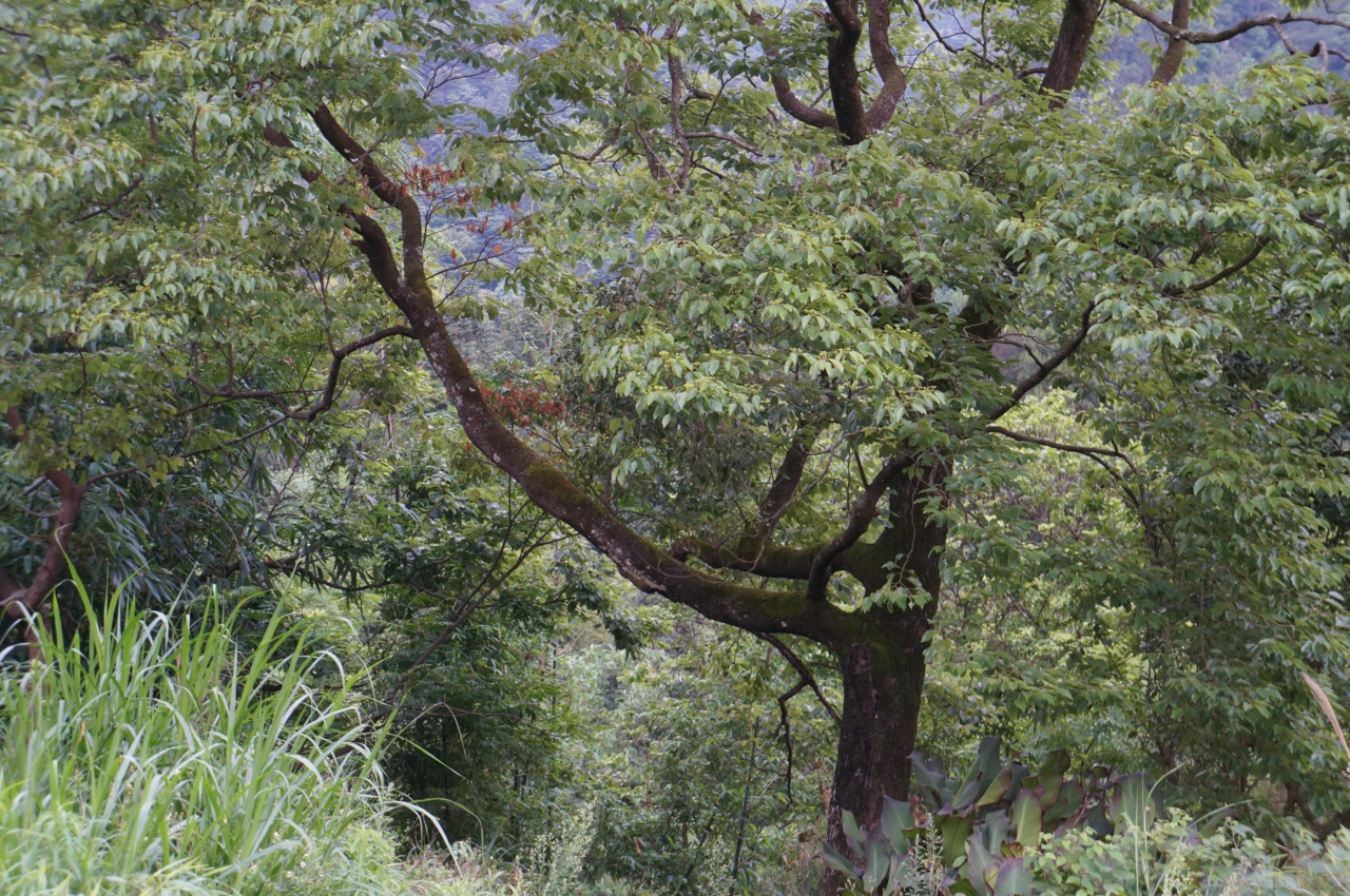 Xinyi