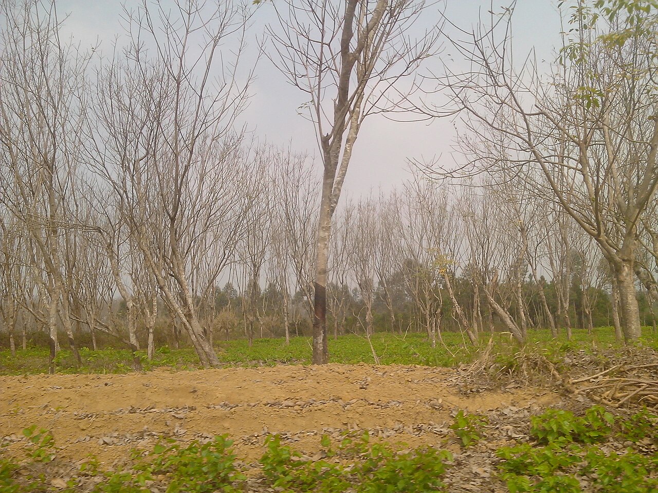 Yangchun