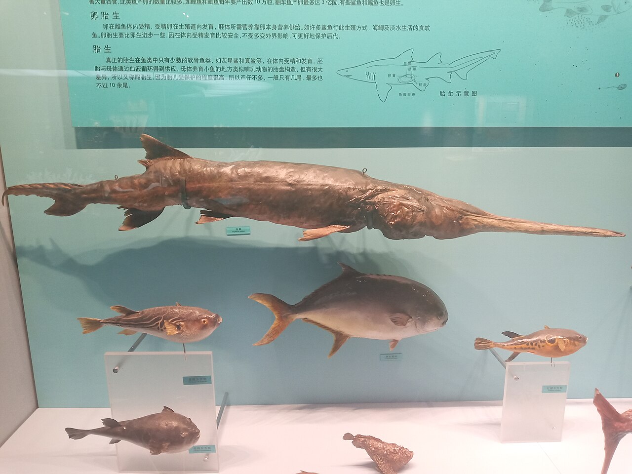 天津外国语大学