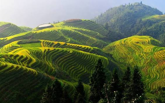 Longji Rice Terraces