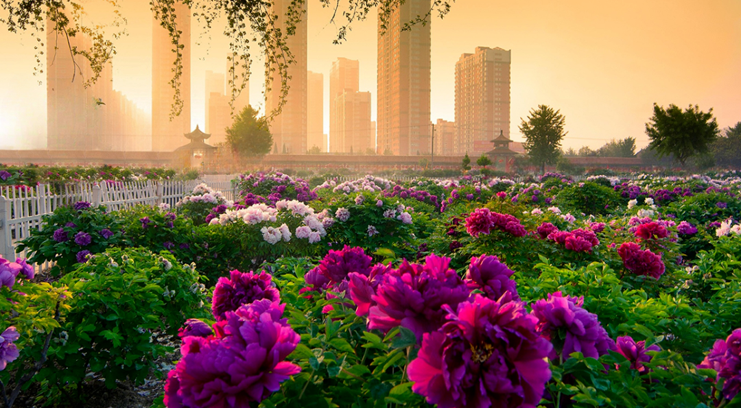 Caozhou Peony Garden