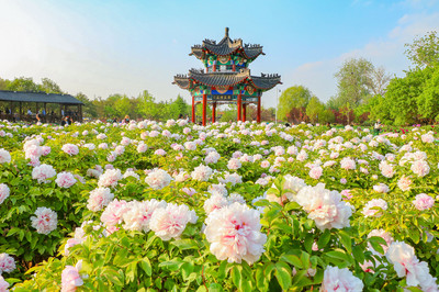 Caozhou Peony Garden