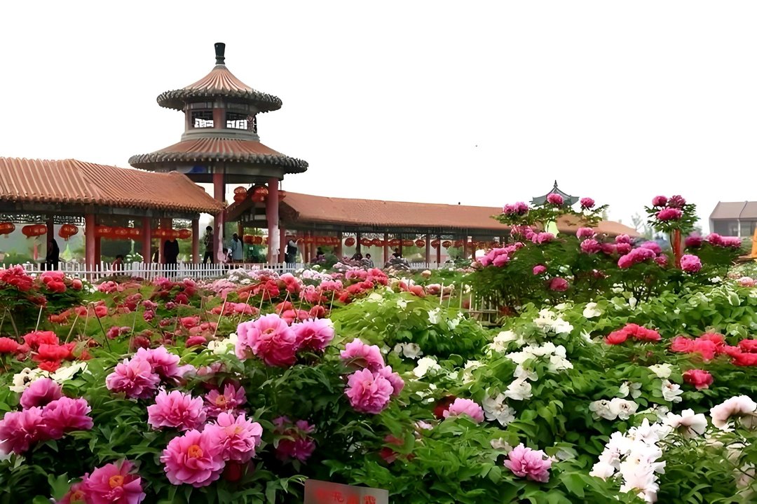 Caozhou Peony Garden