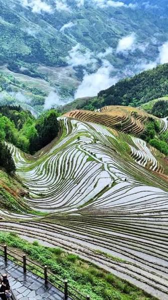 Longji Rice Terraces