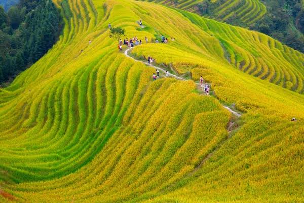 Longji Rice Terraces