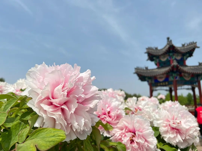 Caozhou Peony Garden