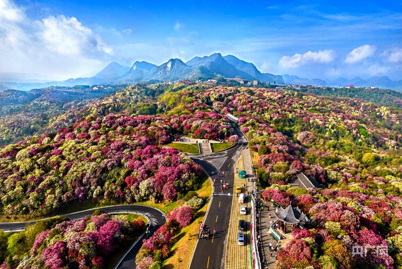Baili Dujuan (Hundred-Li Azalea Forest)