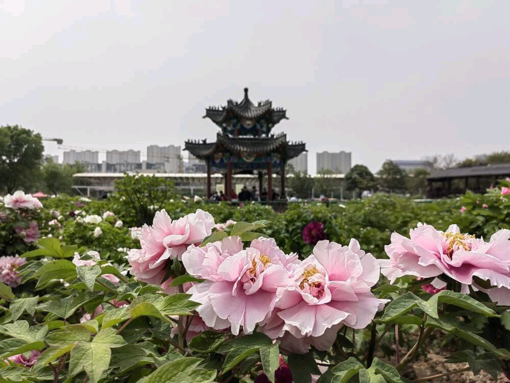 Caozhou Peony Garden