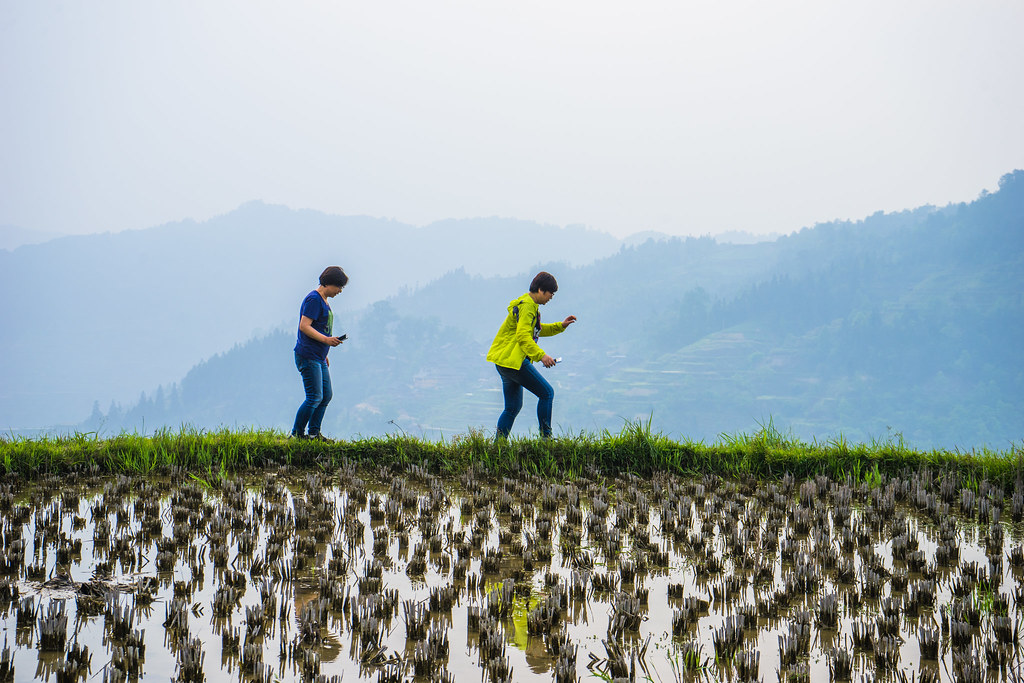 Baili Dujuan (Hundred-Li Azalea Forest)