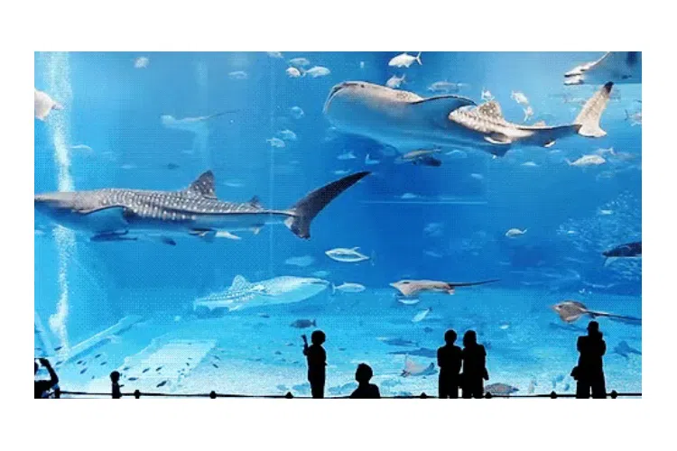 长隆海洋王国