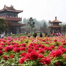 Caozhou Peony Garden