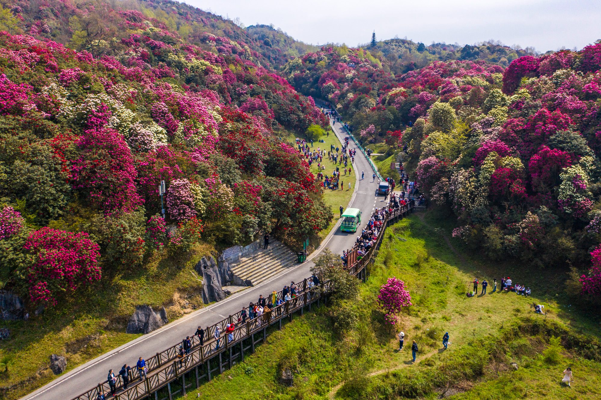 Baili Dujuan (Hundred-Li Azalea Forest)