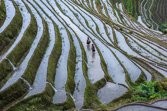 Longji Rice Terraces