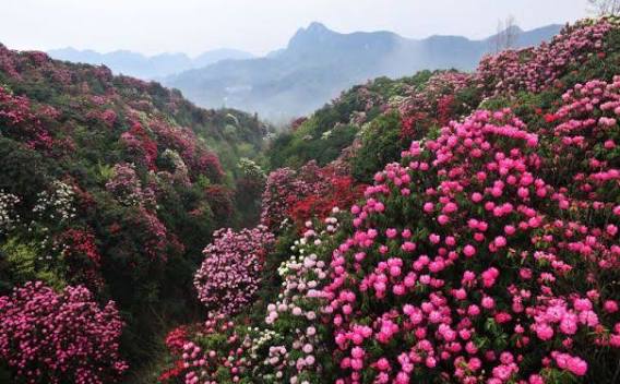 Baili Dujuan (Hundred-Li Azalea Forest)