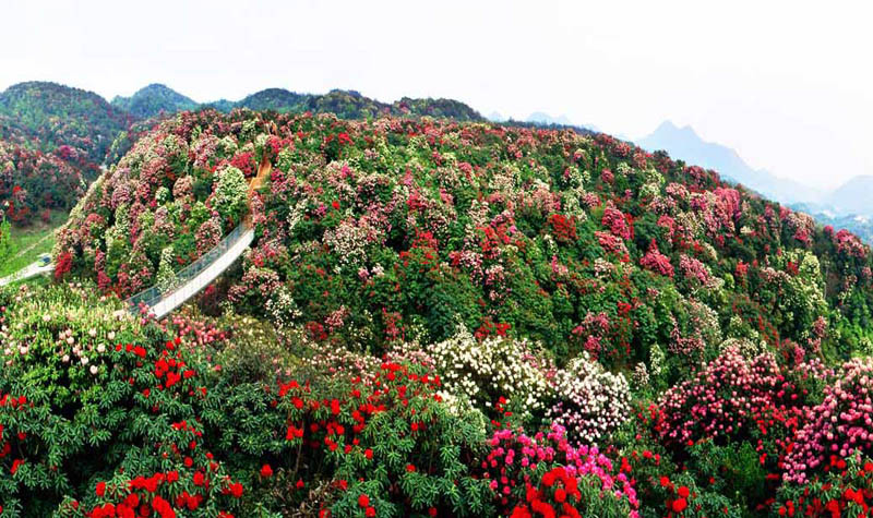Baili Dujuan (Hundred-Li Azalea Forest)