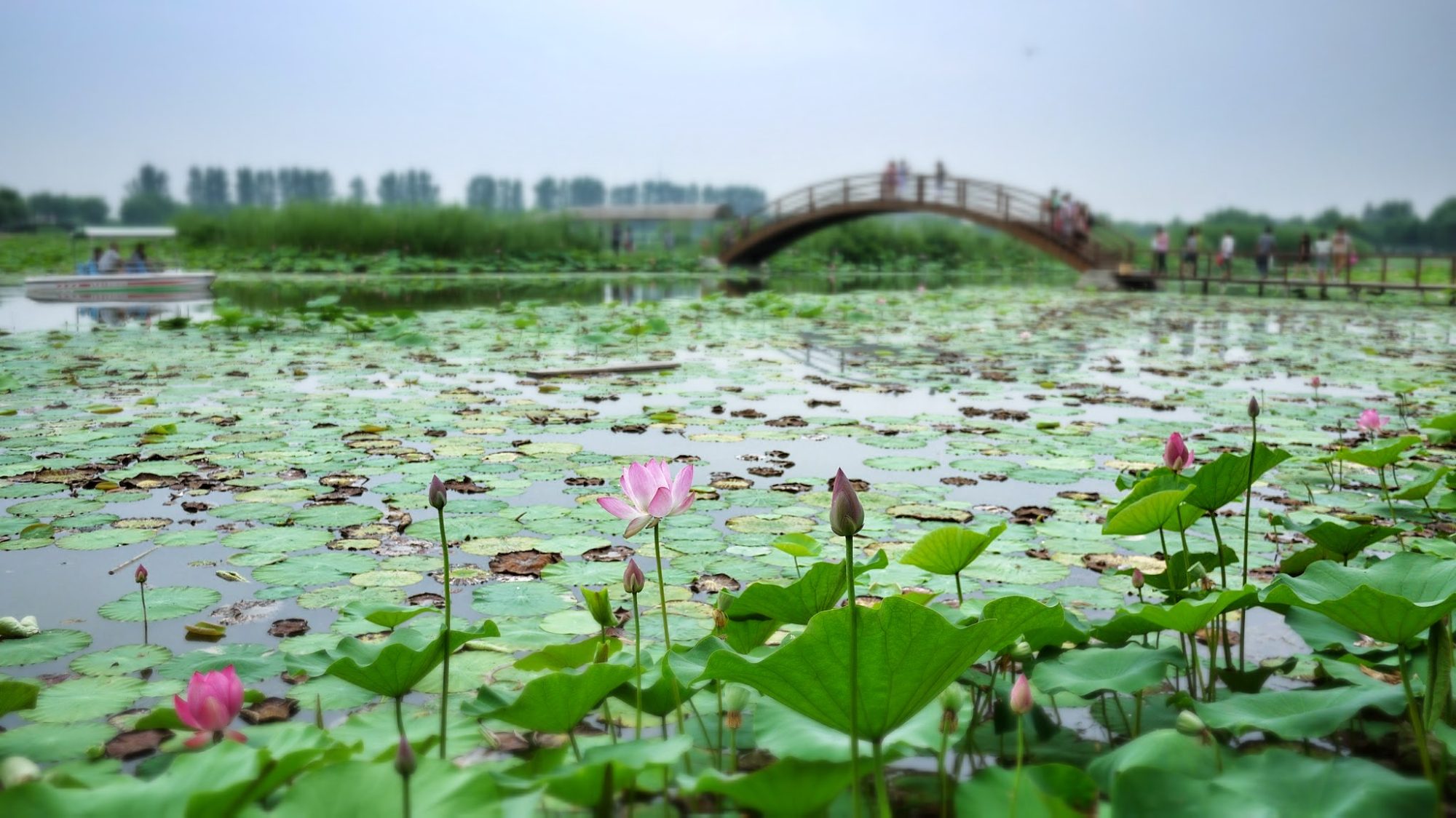 Baiyangdian