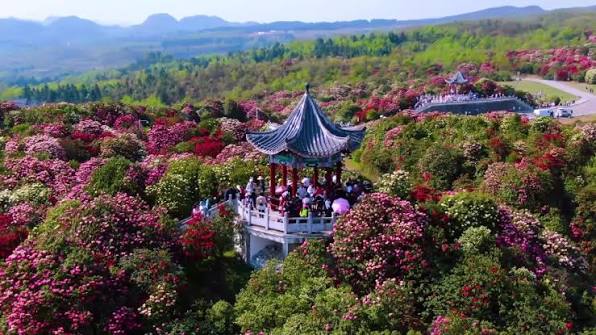 Baili Dujuan (Hundred-Li Azalea Forest)