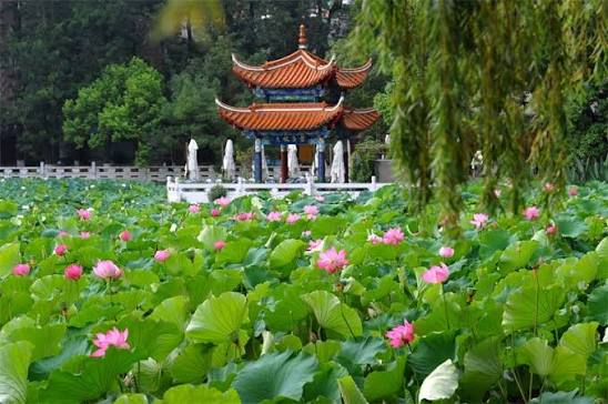 翠湖公园