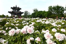 Caozhou Peony Garden