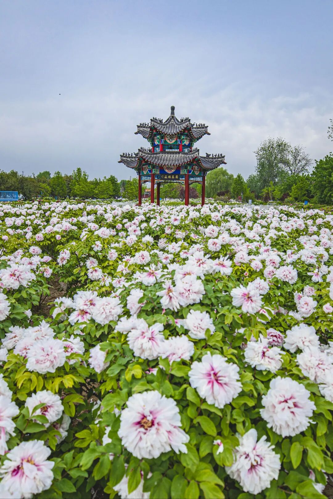 Caozhou Peony Garden